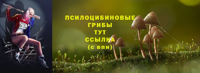 где продают наркотики  Дивногорск  shop формула  Галлюциногенные грибы Psilocybe 